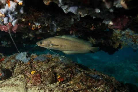 Forkbeard, Phycis phycis Stock Photos