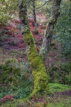 The forked and moss covered trunk of an oak tree Stock Photos