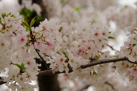 Forked cherry tree branch in bloom Stock Photos