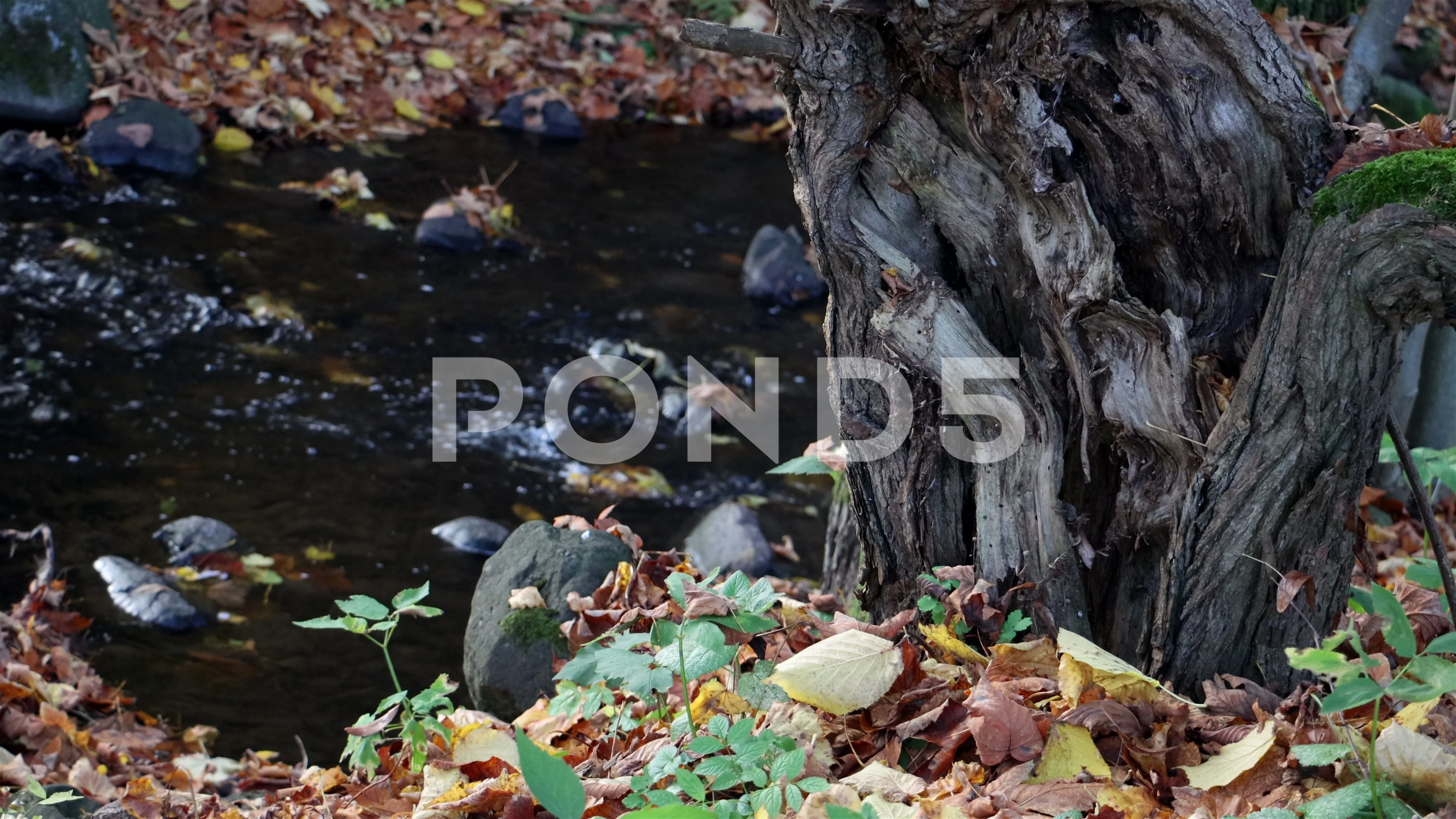 Leaves Change Stock Footage Royalty Free Stock Videos Pond5