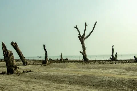 Forked dead tree trunk, bare of bark, branches, where sea meets sky Foto stock