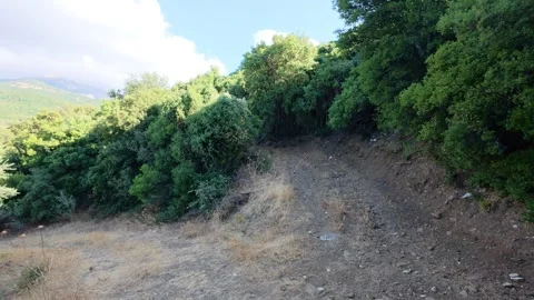 Forked Dirt Road in Mediterranean Forest of Greece Video stock 321533205