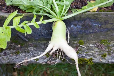 Forked (forking) mooli radish or daikon, freshly harvested in UK Stock Photos