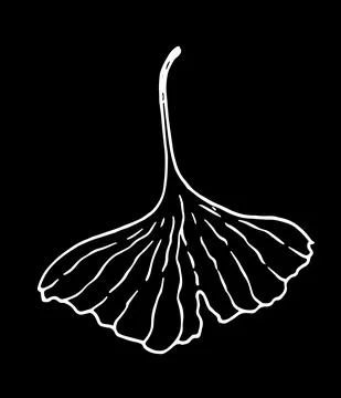 A forked ginkgo biloba leaf, hand-drawn in the style of a sketch in white Stock Illustration