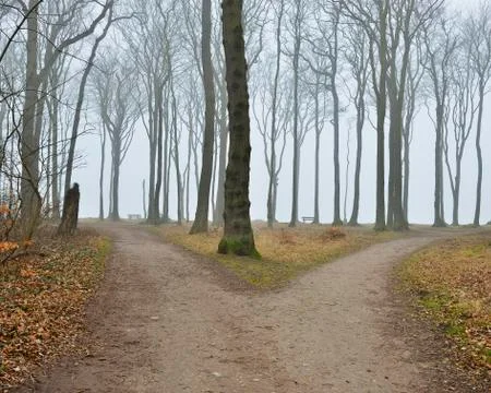 Forked path in coastal beech forest, Nienhagen, Westren Pomerania, Stock Photos