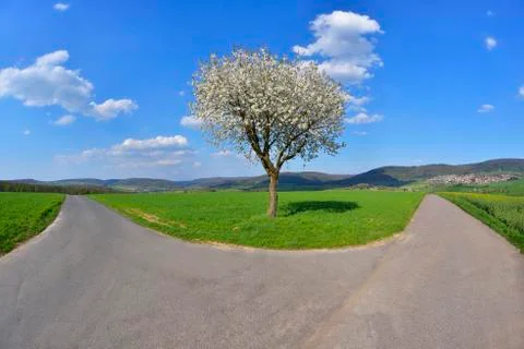 Forked Road with Blossoming Cherry in Spring, Miltenberg, Spessart, Franconia, Stock Photos