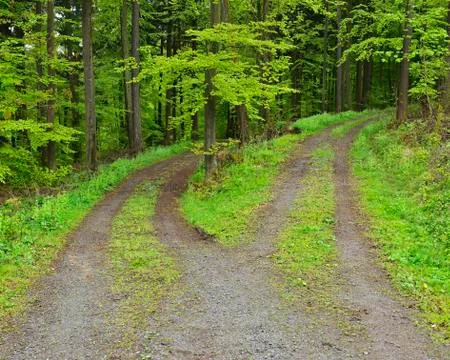 Forked Road in Forest in Spring, Walldurn, Neckar-Odenwald-District, Odenwald, Stock Photos