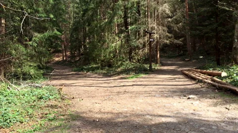 Forked road in the pine forest. Two footpaths at a forest crossroad. Stock Footage 98073198