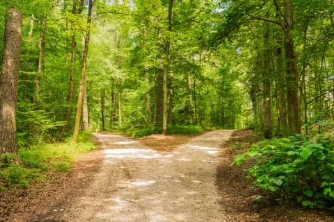 Forked roads right and left in green forest Stock Photos