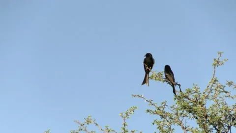 Forked tail drongo perching on a tree in Kgalagadi Transfrontier Park, South Afr Vidéo 223470120