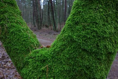 Forked trunk covered with moss Stock Photos