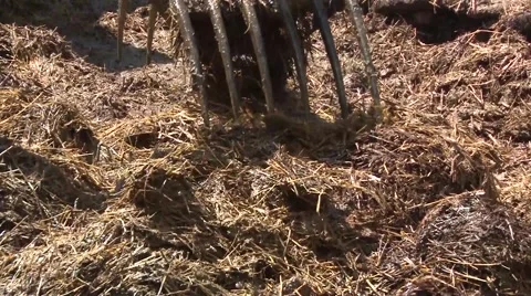 Forklift and manure Stock Footage 56512904