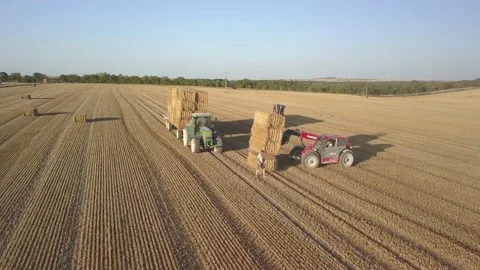 Forklift and tractor working in a wheat field wheat harvest Stock Footage 168309032