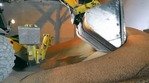 A forklift distributes soybeans in a warehouse. Large agricultural warehouse of Vídeo Stock 246554218