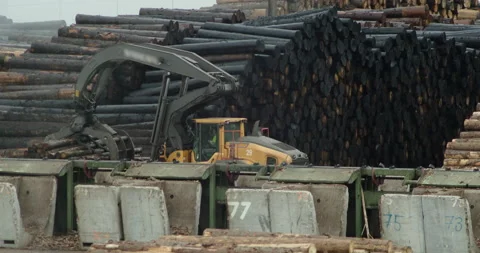 Forklift driver, waiting for instructions on where to stack loaded timber Stock Footage 196778190