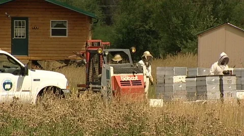 Forklift with Hive Boxes Stock Footage 93659461