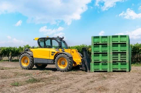 Forklift loader loads plastic boxes in a field on a vineyard background. Stock Photos