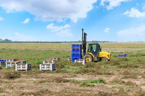 Forklift loader loads plastic containers with tomatoes. Stock Photos