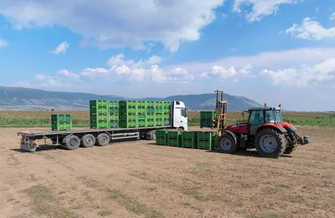 Forklift loader loads plastics containers on a truck in the field. Stock Photos