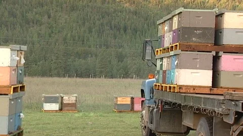 Forklift Loading Hive Boxes on Truck Stock Footage 93795914