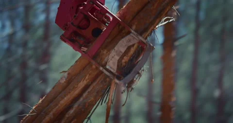 Forklift loads pine logs in the forest. Coniferous forest felling, timber Stock-Footage 158123709