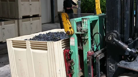 Forklift machine lifting box with raw grapes at winery 스톡 동영상 166581828