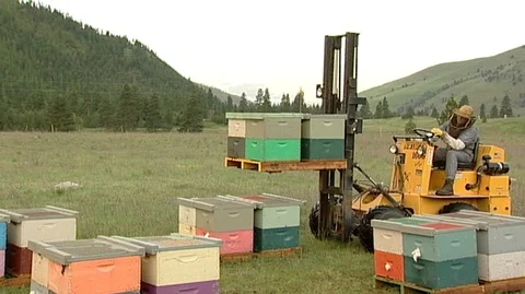 Forklift Moving Hive Boxes Stock Footage 93056158