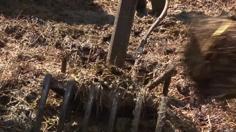 Forklift raises the manure on the trailer Stock Footage 56513136