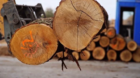 Forklift Truck Loading Lifting Tree Logs Trunks Moving Stock-Footage 128491773