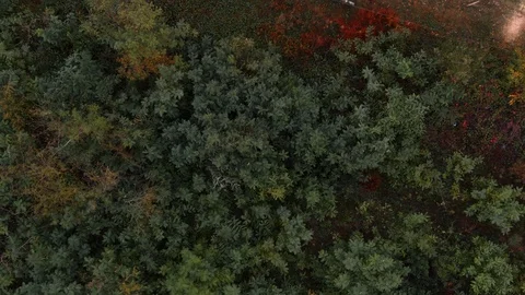 Forklift Truck Moving Loading Tree Logs Aerial Drone View Stockbeeldmateriaal 127624054