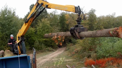 Forklift Truck Moving Tree Logs in Sawmill Factory Aerial Drone View Stock Footage 127624236