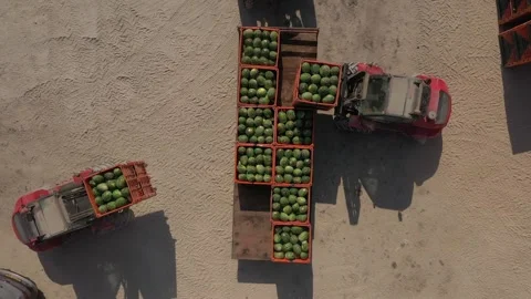 Forklifts with containers of watermelons Stock Footage 211370656