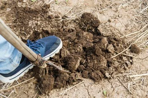Forks in the ground Foto stock