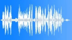 ForkTailed Petrel CU CallsSound Effect
