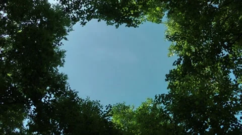 The form of heart from leaves Видео 8524805