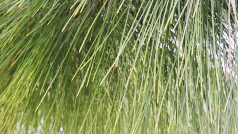 The Form of Pine Leave Stock Footage 149856545