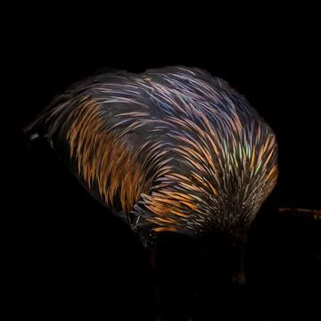 Form, shape, colour and texture - Nature's Tapestry Stock Photos