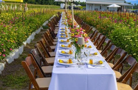 Formal dinner table on the flower farm. Stock Photos