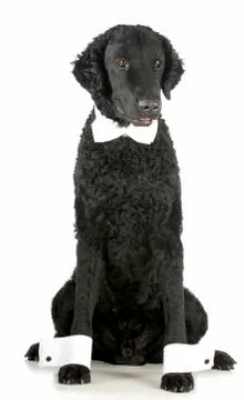 Formal dog Stock Photos