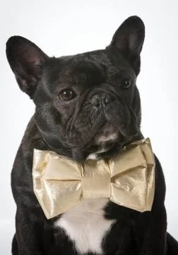 Formal dog Foto stock