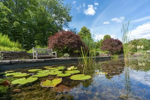 Formal rectangular walled garden pond with water lilies and lily pads and a park Foto stock