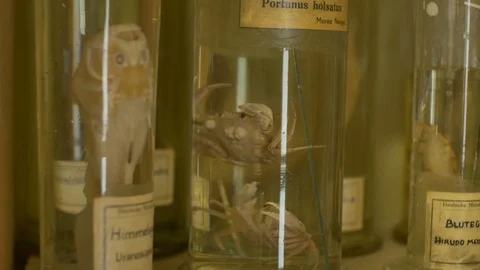 Formaldehyde Jars with Animals Stock-Footage 93464464