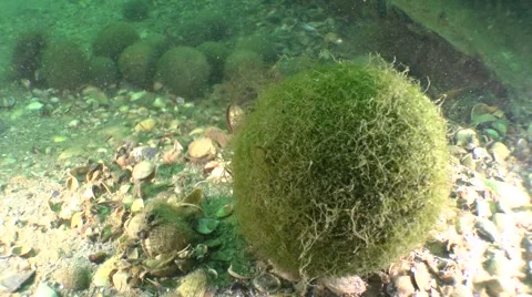 Formation of balls green algae Cladophora. Video stock 62308458