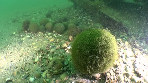 Formation of balls green algae Cladophora. Video stock 62308521
