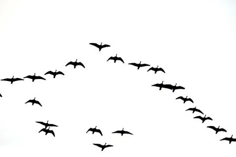 Formation of birds in migration Stock Photos