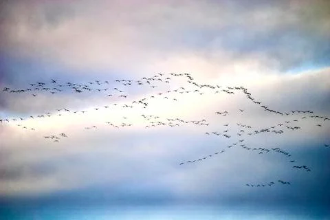 Formation of birds in migration Stock Photos