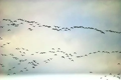 Formation of birds in migration Stock Photos