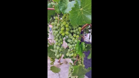 Formation of bunches of grapes on the grape vine, vertical shot of sour raw.. Vídeo Stock 279847302