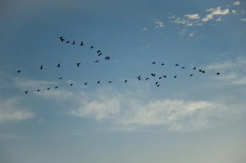 Formation of common cranes in flight. Foto stock