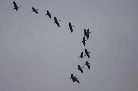 Formation of common cranes in flight. Stock Photos